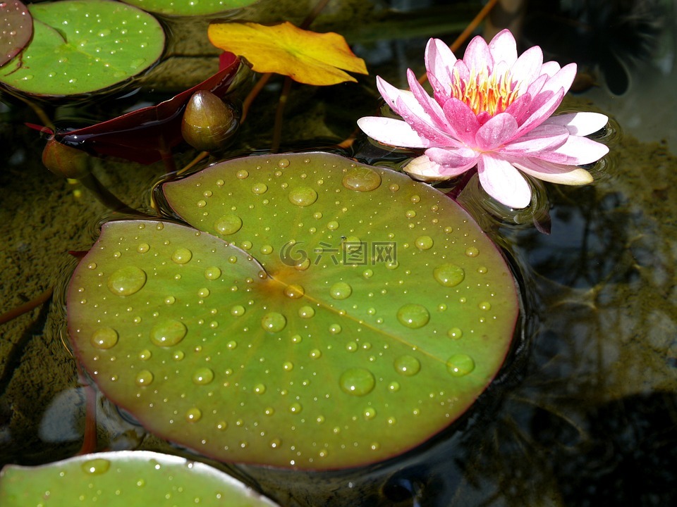睡莲,池塘,水生植物