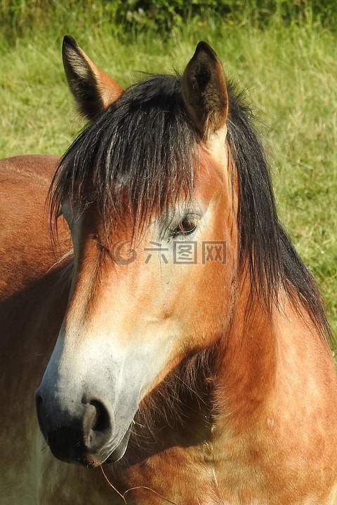 馬,冷血的動(dòng)物,牧場(chǎng)