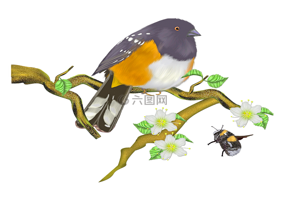 鸟,麻雀,坐在