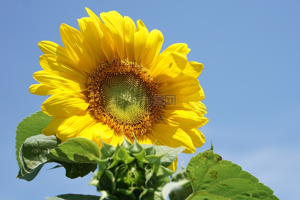 黃色的花,黃色花,太陽花