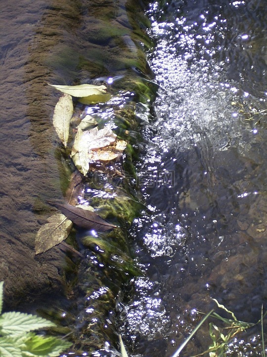 水,過獨(dú)身生活,葉子