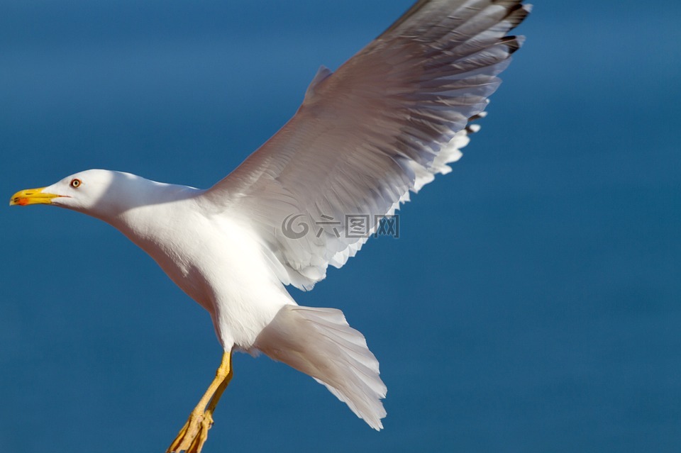 海鷗,鷗,鳥(niǎo)