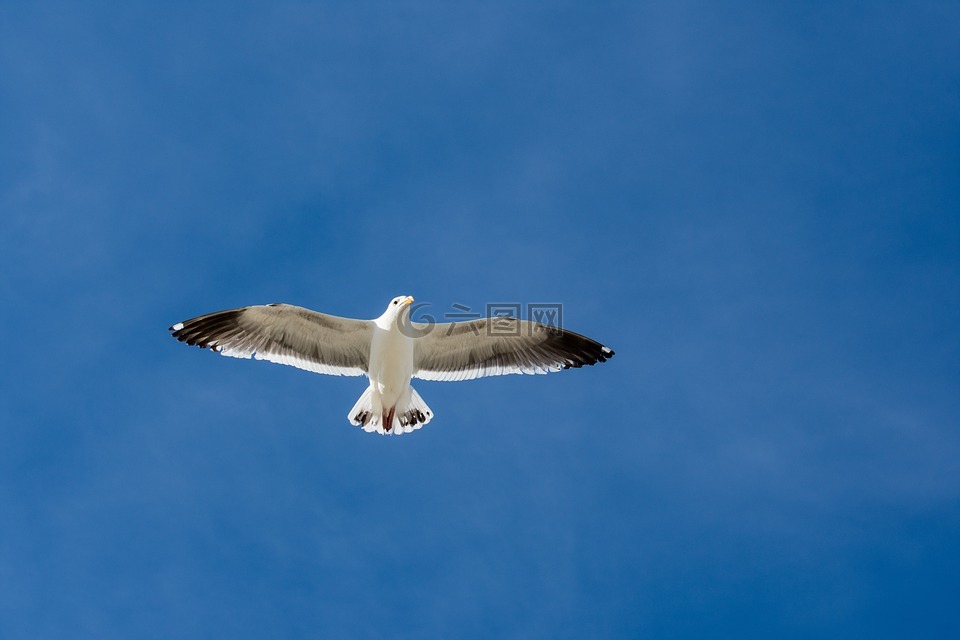 海鷗,天空,鳥