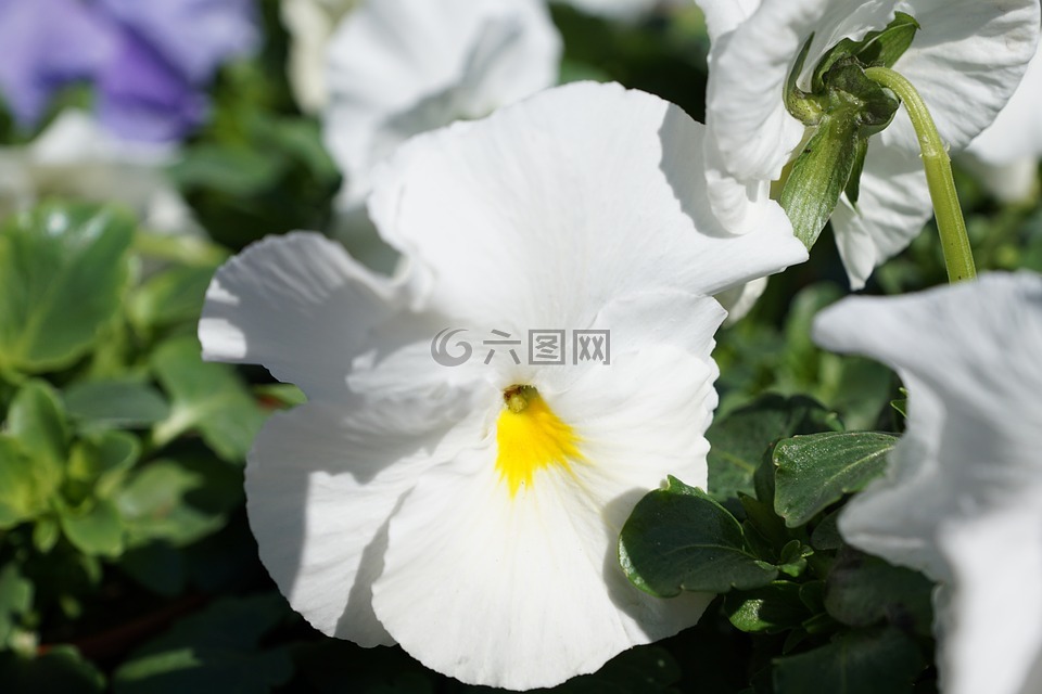 花,蓬勃發(fā)展,春天
