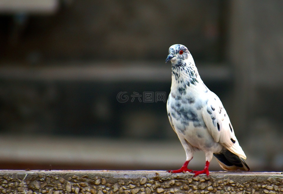 白色灰色的鴿子,國內(nèi)鴿子,鳥