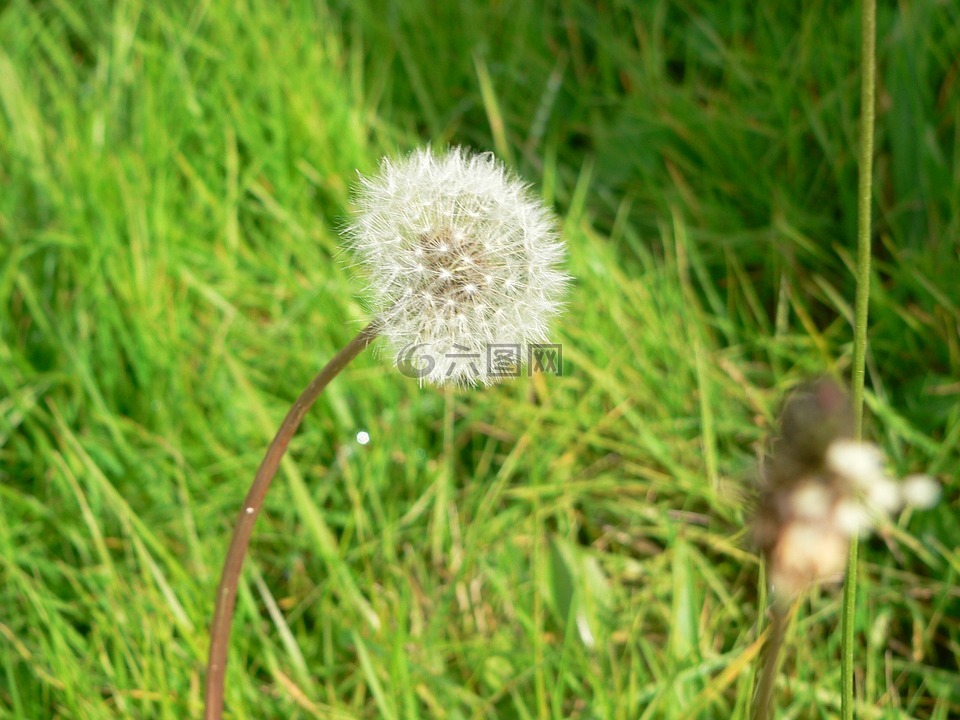蒲公英,花,自然