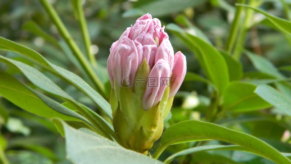 杜鵑,花,綻放