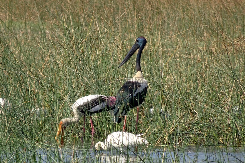 鳥,鸛,黑頸鶴