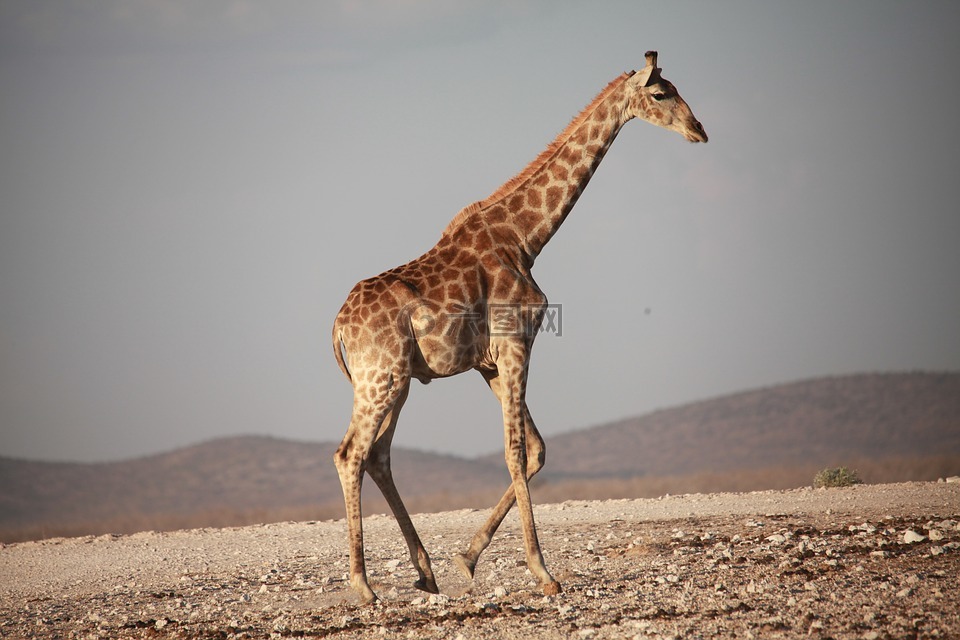 長頸鹿,非洲,野生動(dòng)物園