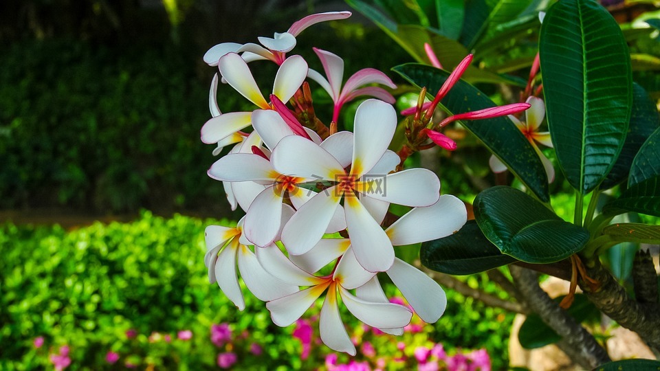 開(kāi)花,花開(kāi)花,花