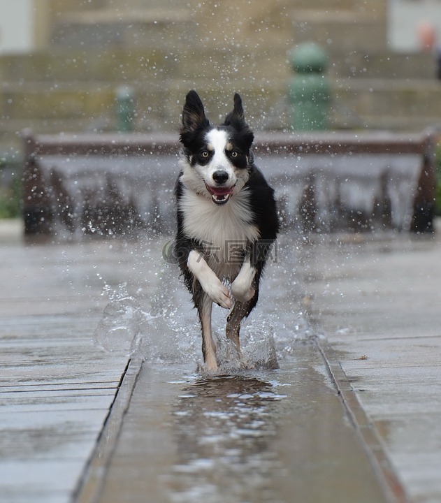 邊境牧羊犬,廷錫蒂,走狗