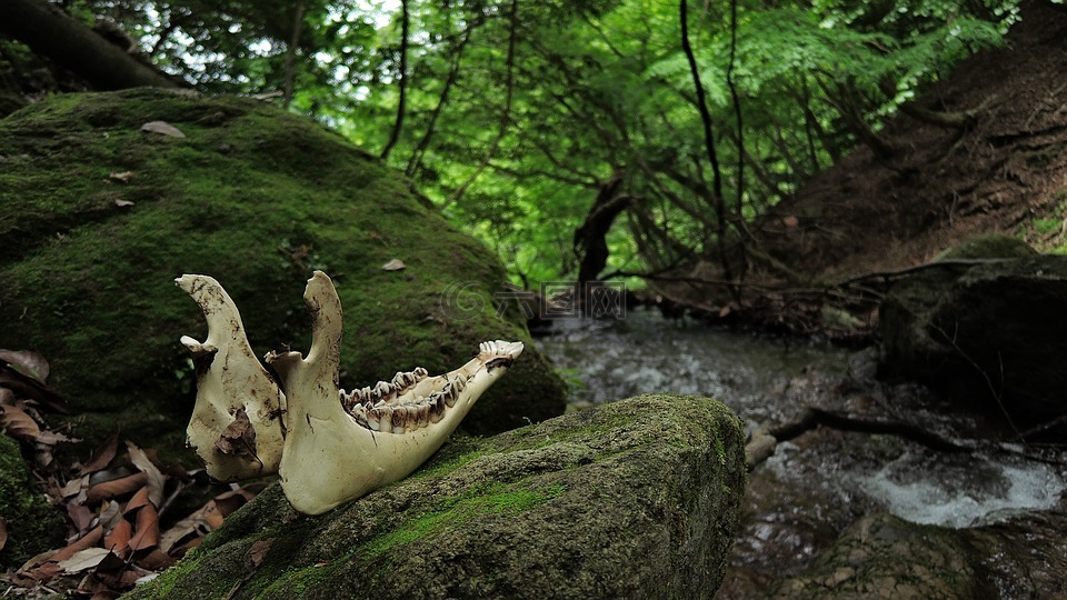 骨,死亡,山
