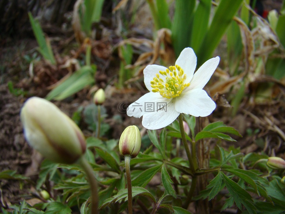 木海葵,花卉,春天的花