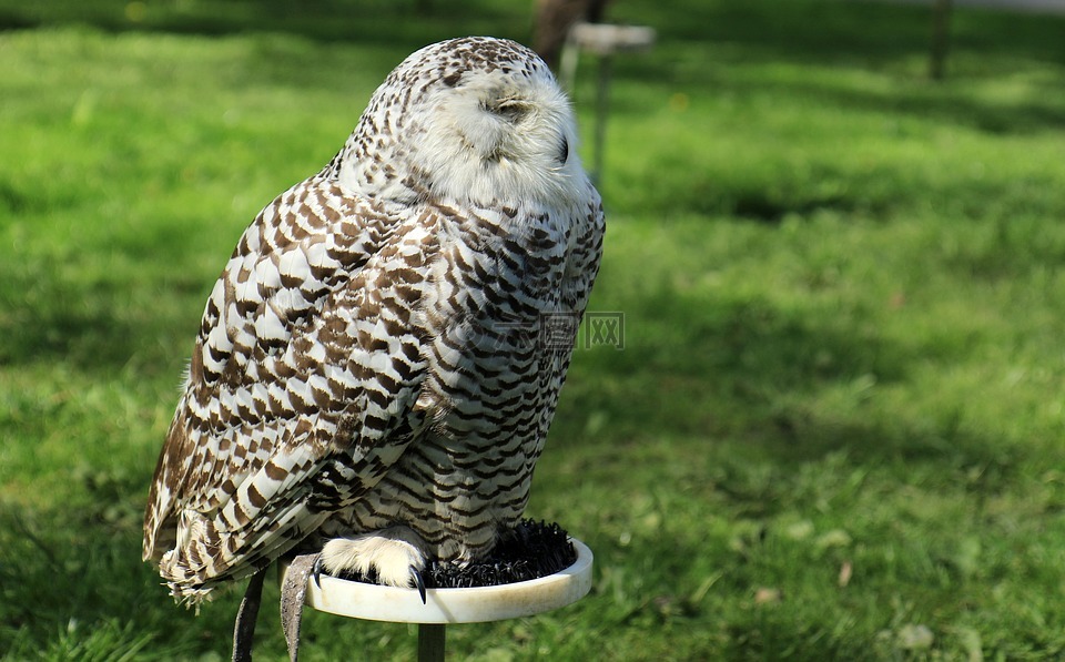 我們追求,鳥,嘴