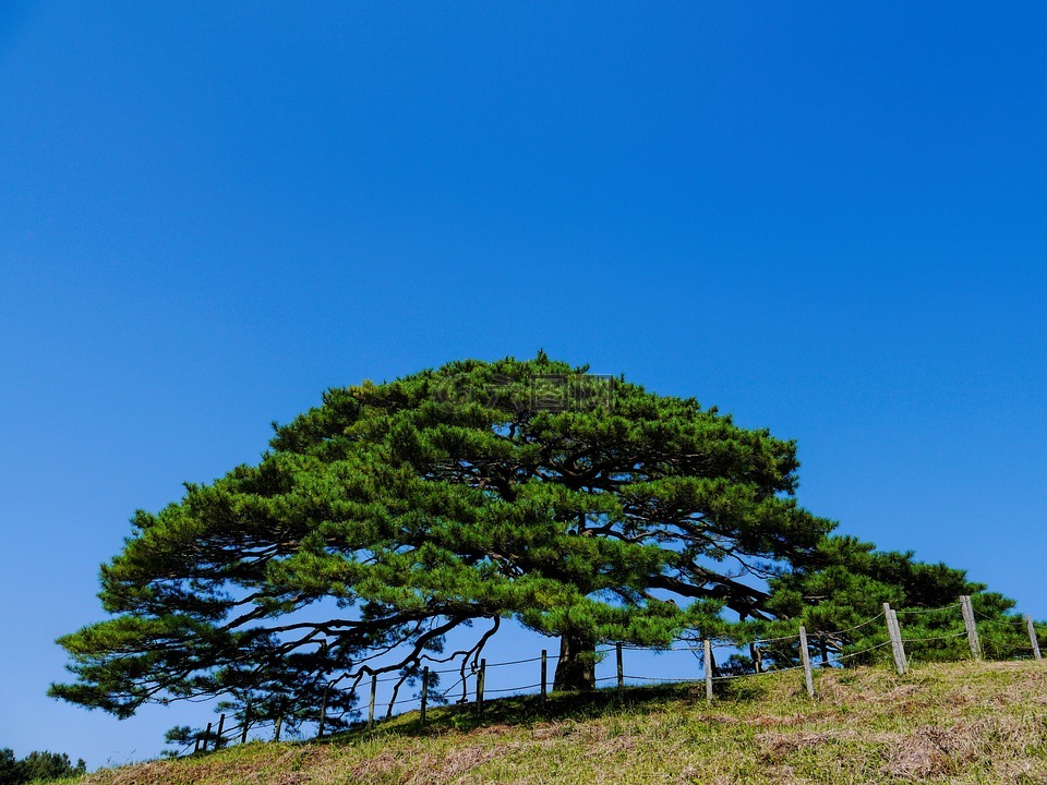 松树,松,植物