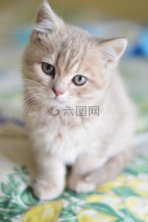 猫,可爱,猫咪