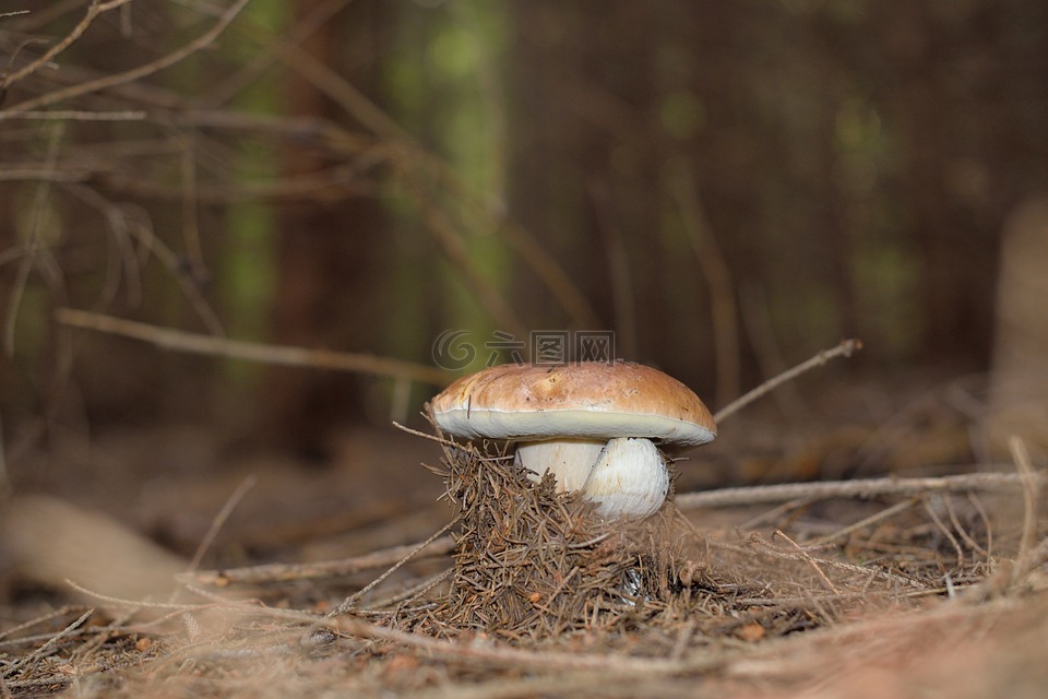 蘑菇,森林蘑菇,林