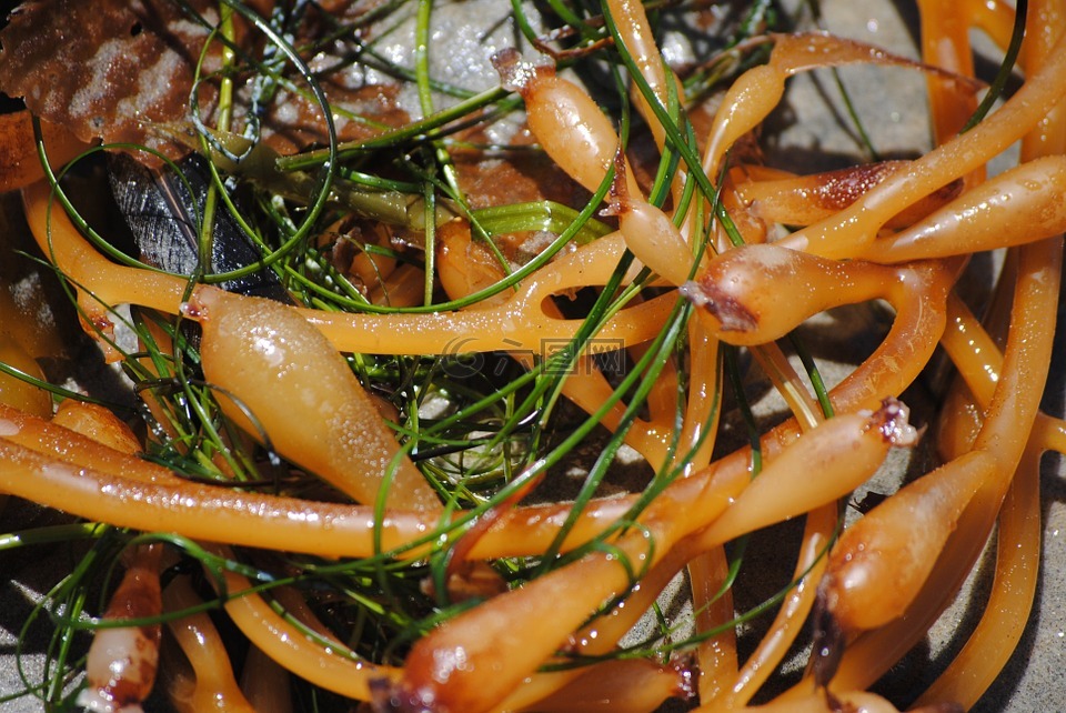 海藻,海灘,海洋