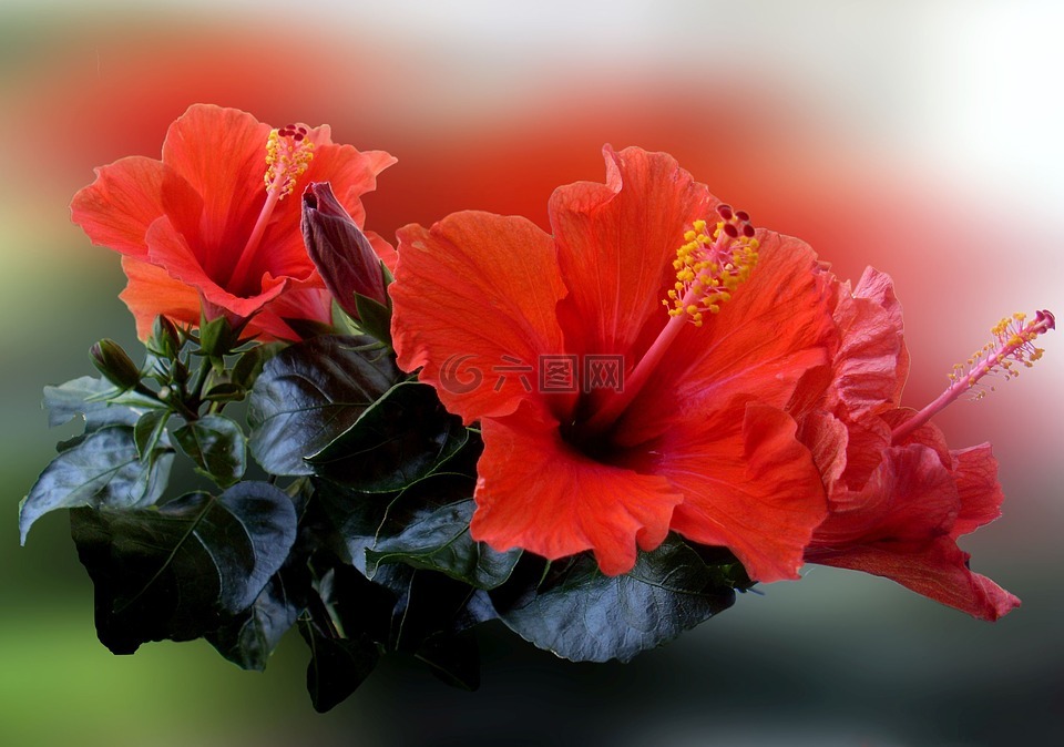 芙蓉,花,開花