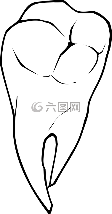 解剖,牙科,牙齒