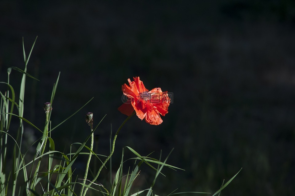 罂粟,花,红色