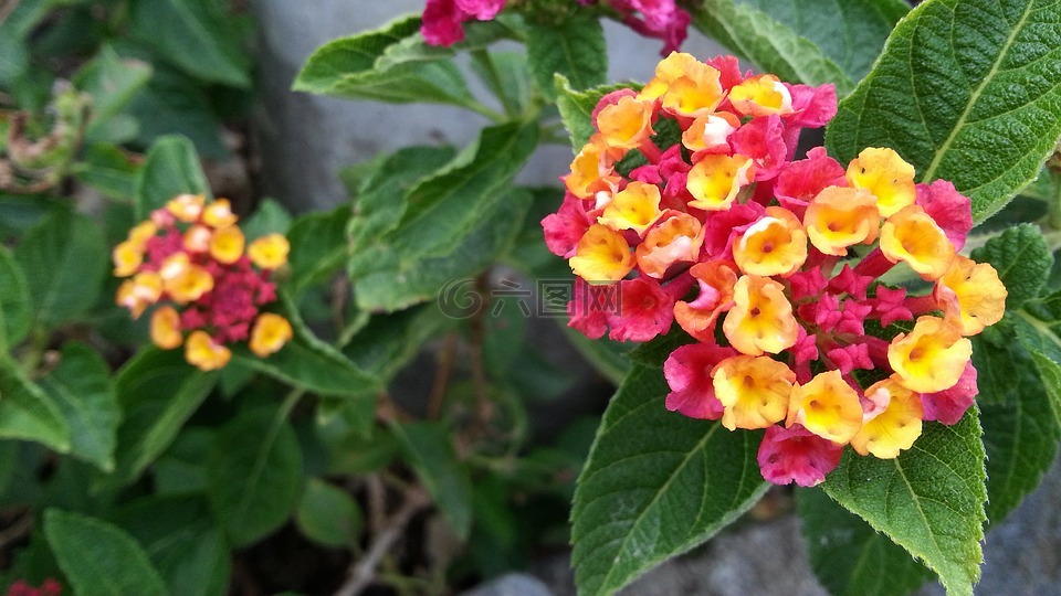 马缨丹卡马拉木芙蓉,粉红色和黄色的花,绽放
