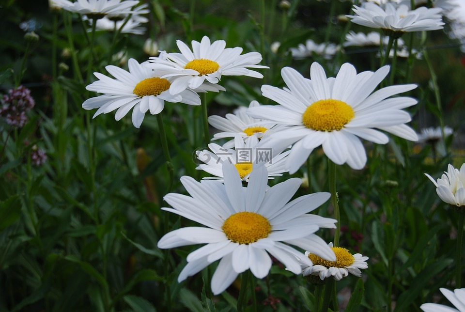 鮮花,性質(zhì),花瓣