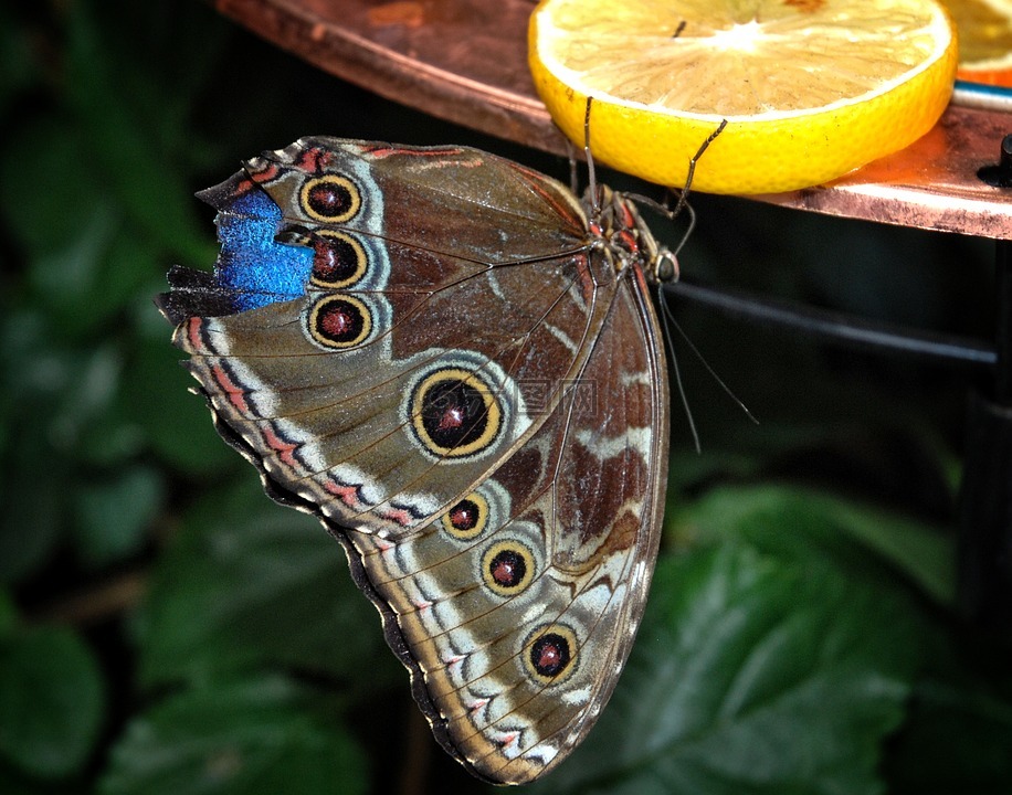 卡利戈,eurilochus,蝴蝶
