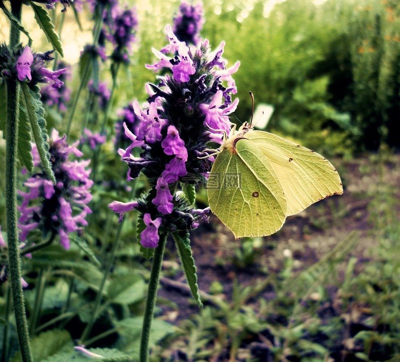 gonepteryx rhamni,蝴蝶,性質(zhì)