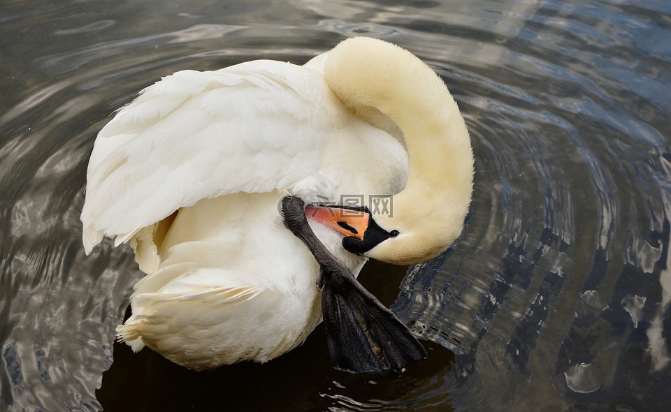 天鵝,白天鵝,鳥