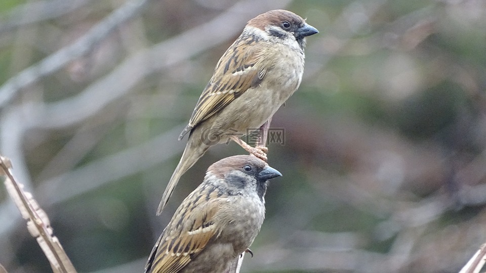 新增功能,大自然,野生動物