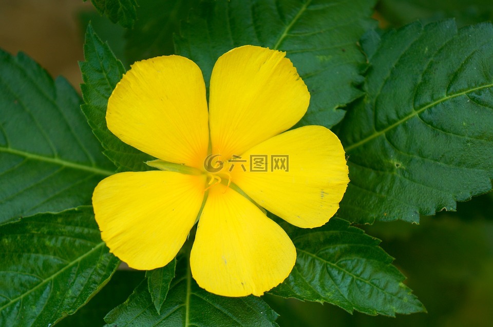 花,五角星,黃