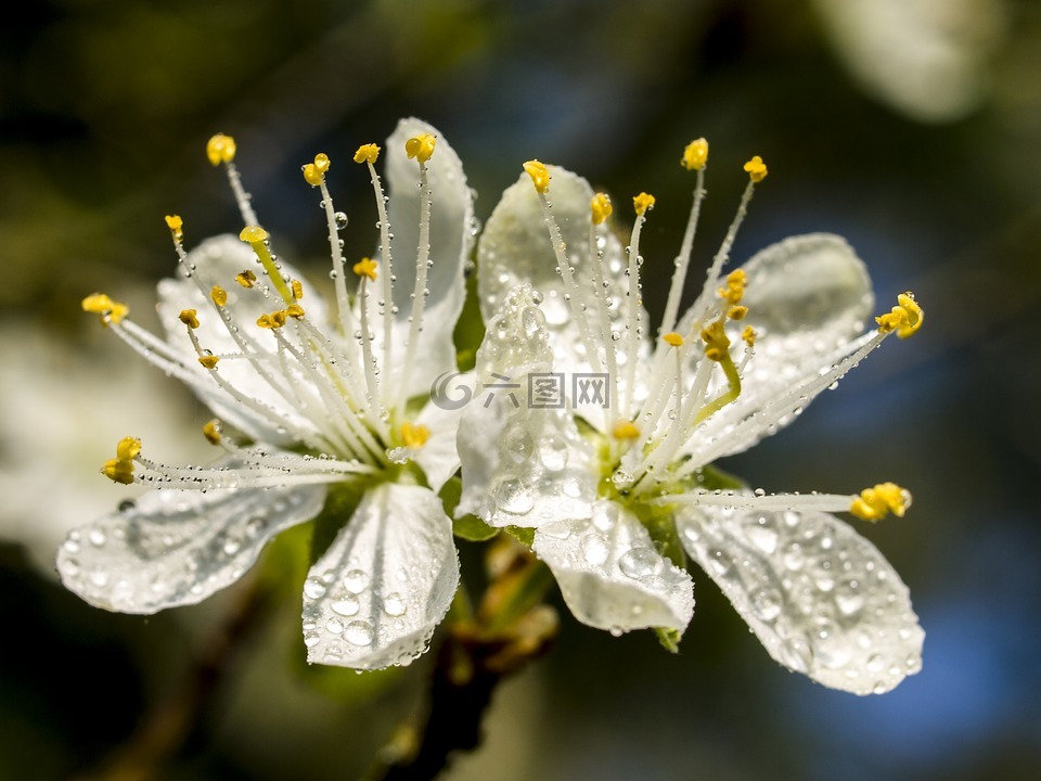 開花,梅花,性質(zhì)