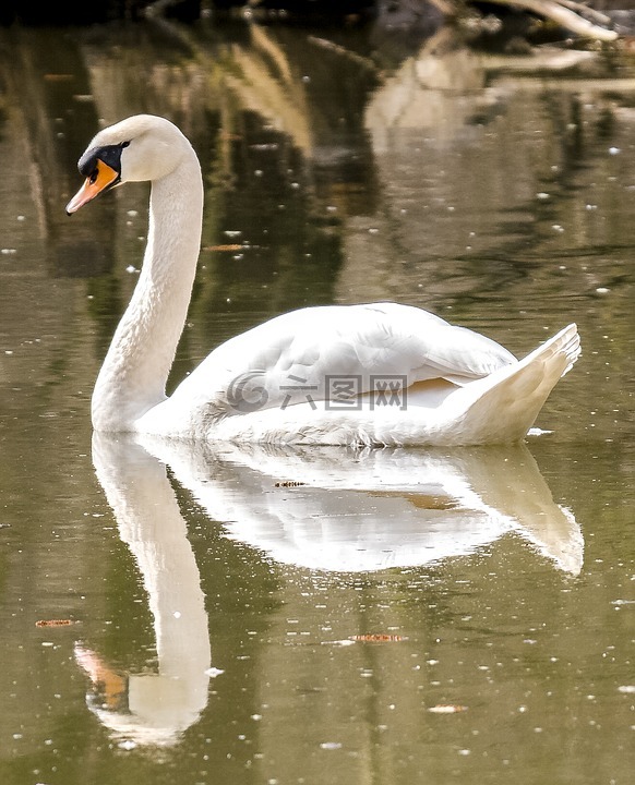 天鵝,疣鼻天鵝,鳥