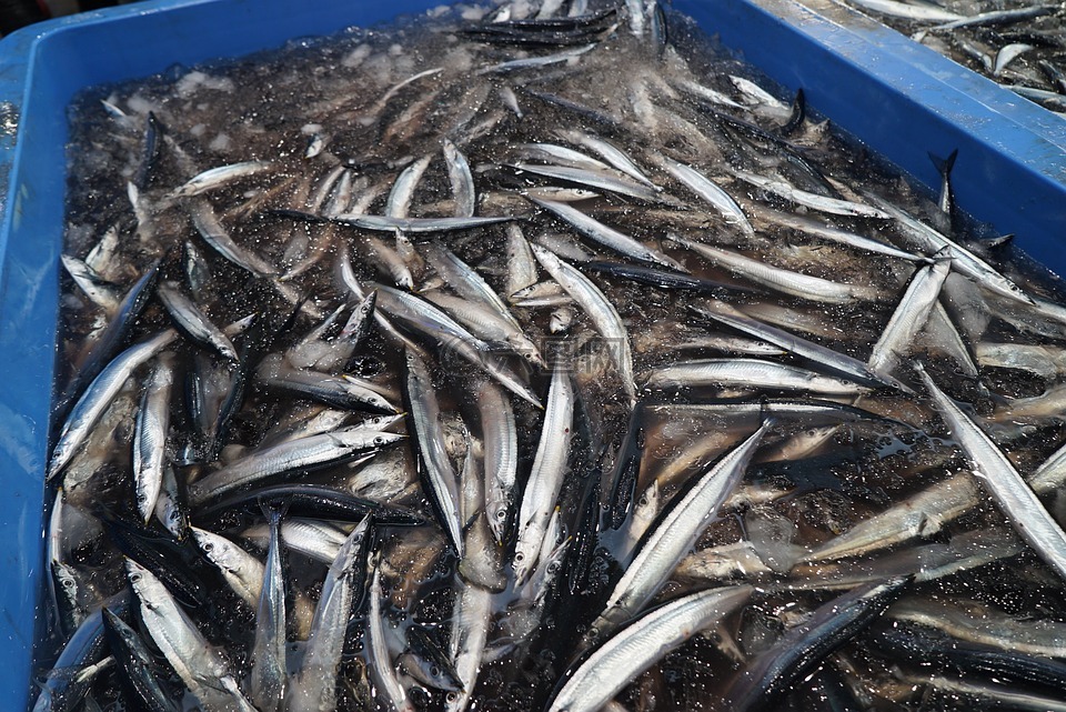 秋刀魚(yú),魚(yú),釣魚(yú)船