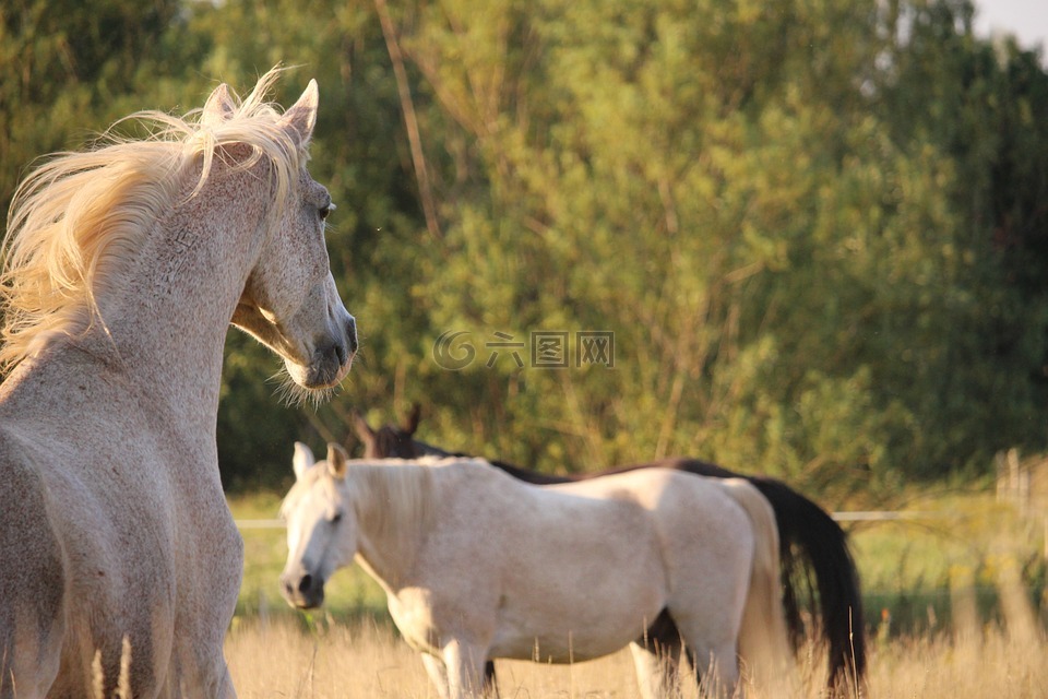 馬,牧場(chǎng),純種阿拉伯