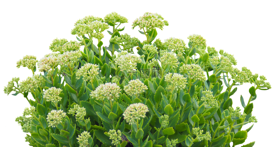 綠色的植物,秋季,綠色