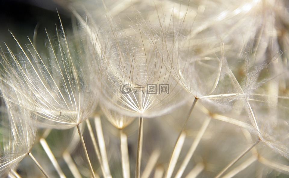 植物,裝飾,廠