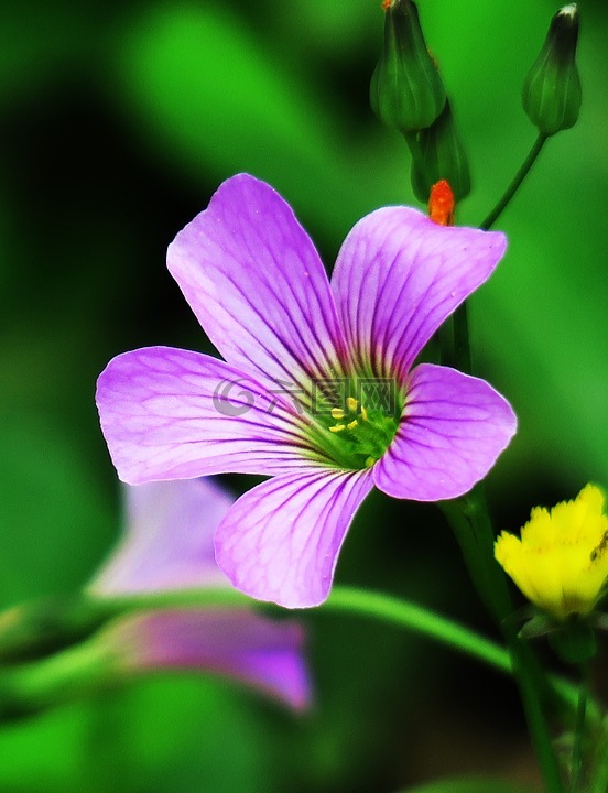 花,大自然,花瓣