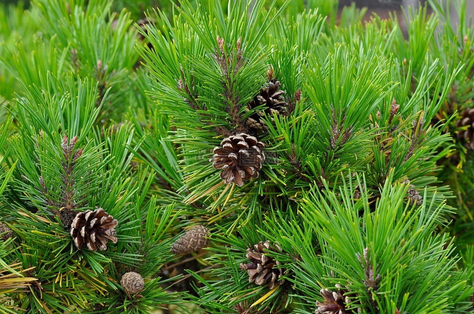 針葉樹,松,松果