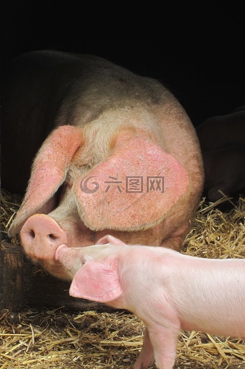 豬,寶貝豬,可愛