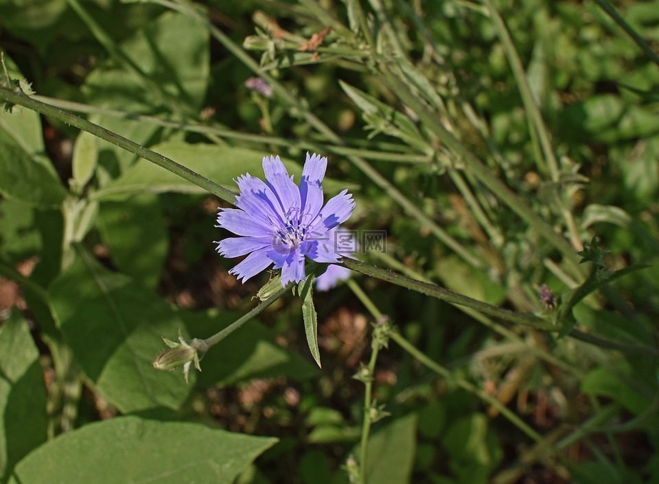 野苣,花,開花
