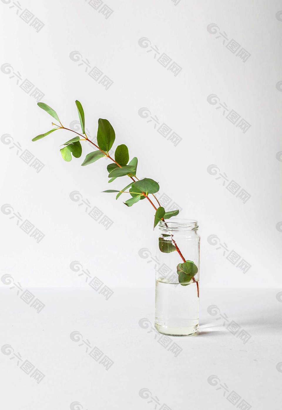 簡約植物廣告背景