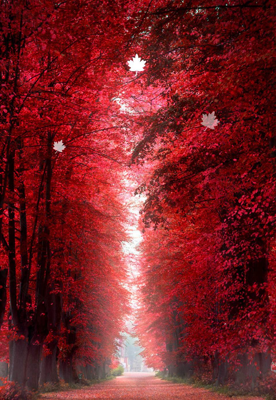 红色枫树林广告背景