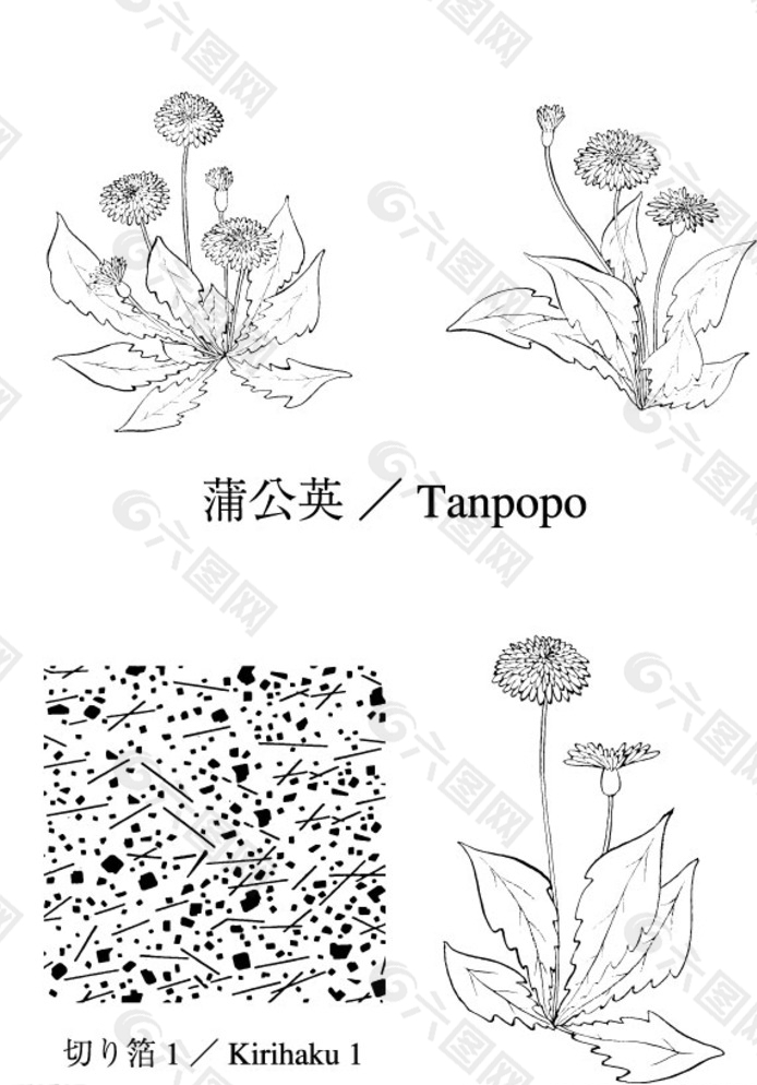 蒲公英圖片