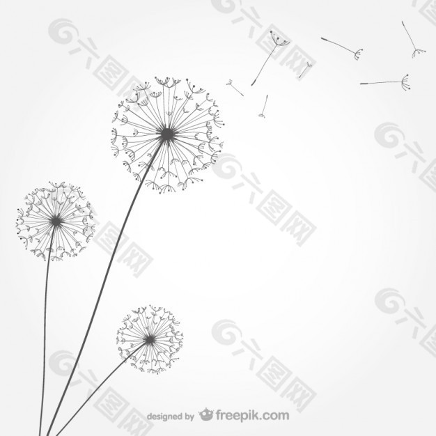 簡(jiǎn)約的蒲公英