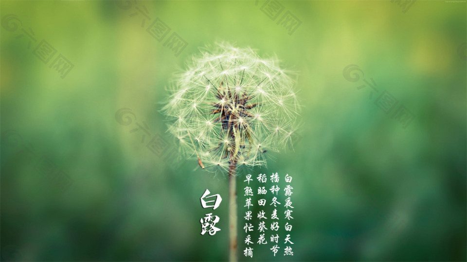 白露節(jié)氣海報