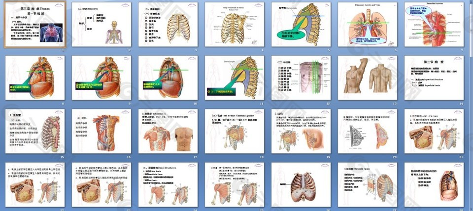 局部解剖学课件胸部