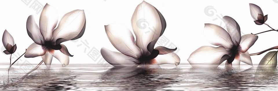 素雅透明蓮花裝飾畫