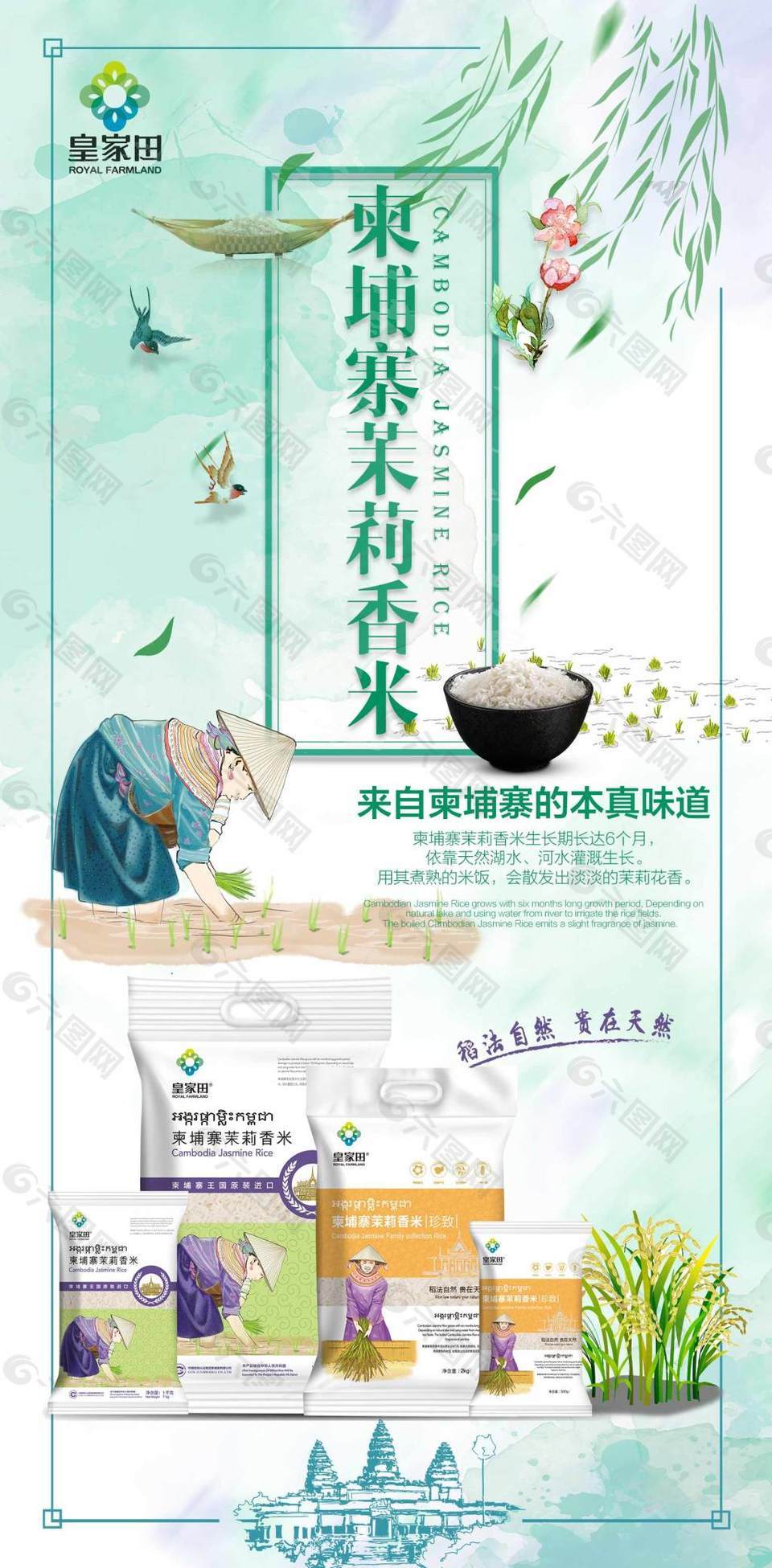 茉莉香米展板